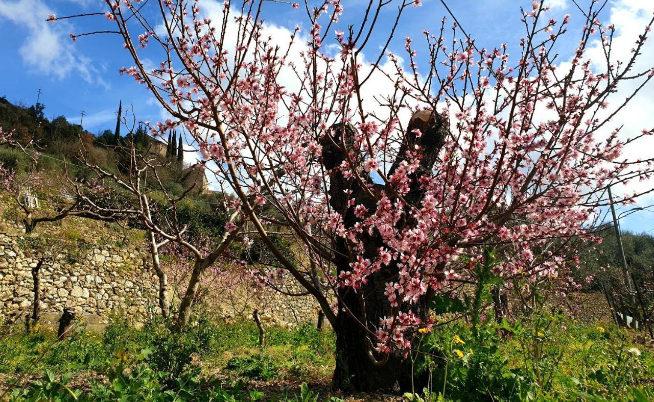 Agriturismo Alveare Finale Ligure Εξωτερικό φωτογραφία